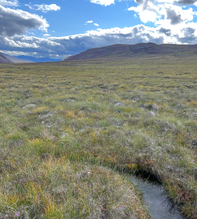 peatland-website648x720